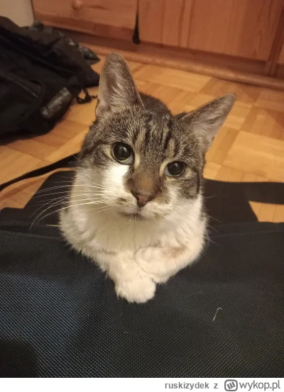 ruskizydek - @Owlosiaty-Dzik Czy mamy bliźniaki? ( ͡° ͜ʖ ͡°)