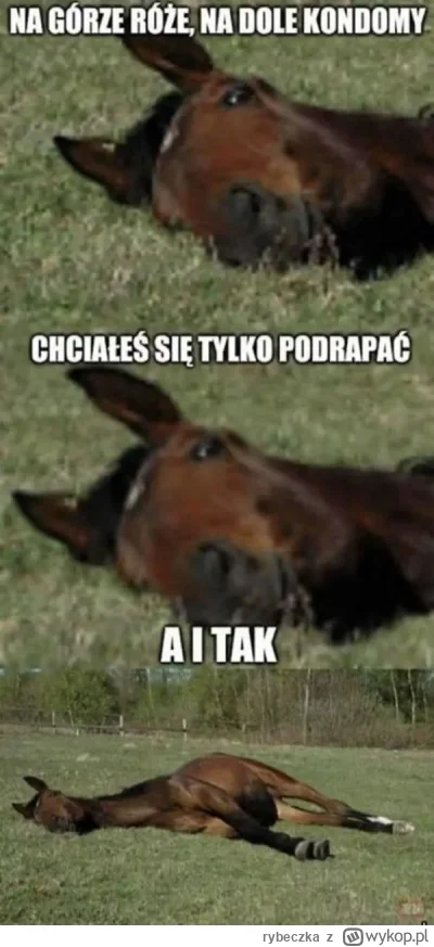 rybeczka - #heheszki #grazynacore