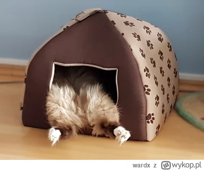 wardx - Czas na drzemkę ლ(ಠ_ಠ ლ)

#koty #smiesznykotek #pokazkota #kitku