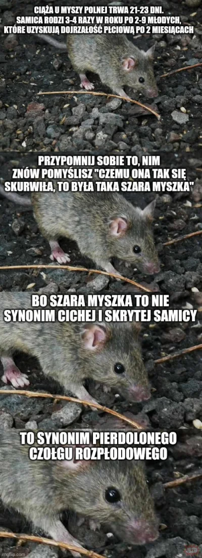 orzak - #szaramyszkadlaanonka już nie taka szara.
#heheszki #humorobrazkowy