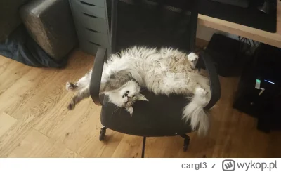 cargt3 - Chyba muszę kupić większy fotel. 
#kot #koty #pokazkota #zwierzaczki #mainec...