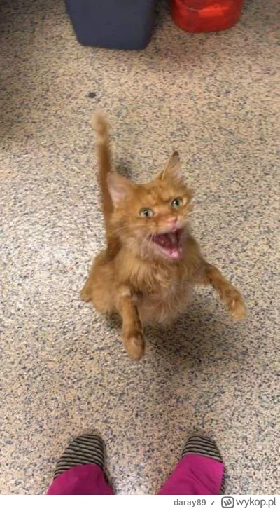daray89 - #codziennykotopetany #dziwnekotki