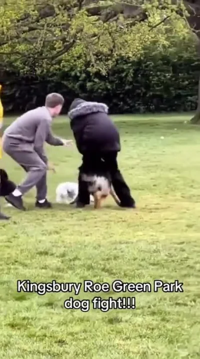 orzak - Facet pomaga odczepić dużego psa od mniejszego.
#ciekawostki #psiarze