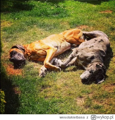 wesolakielbasa - @wylisiony_afrowiorek: poza tym zapomniałem skomentować: pozdro za d...