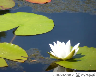 Cukrzyk2000 - Mama pokazała mi zdjęcia mojego śp. taty z jego różnych wyjazdów. To pr...