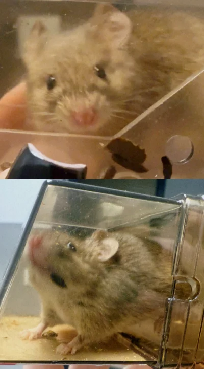 cytmirka - MAM JOM 

Dała się złapać na sucharka. To już trzecia dzisiaj, poprzednia ...