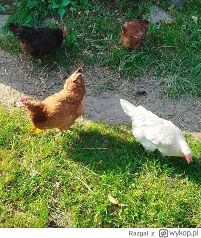 Razgal - Mirki z #lodz lub okolic (bardziej wschód i północ od miasta) byłby ktoś zai...