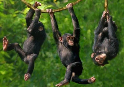 skoczek-wzwyz - Przyjdzie czas że te szympansy będą wisieć na gałęziach

SPOILER