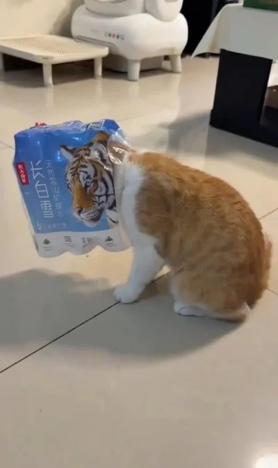 k.....m - #Koty #smiesznekotki