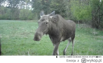 Emirja - @PanNemo: aż się musiałem pochwalić, lubię też czasem podejrzeć przyrodę ( ͡...