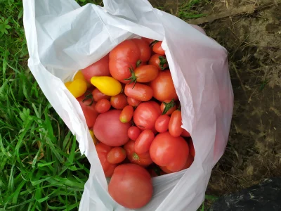 potatowitheyes - #ogrodnictwo #pomidory
Pomidory to chyba jedyna rzecz jaka mnie osta...