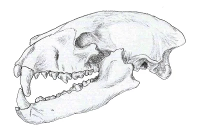 Loskamilos1 - @Loskamilos1: Rysunek czaszki adilophontesa.