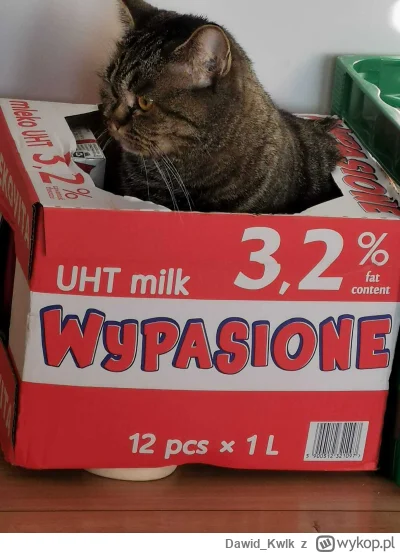 Dawid_Kwlk - Wypasione #kitku (｡◕‿‿◕｡)

#koty