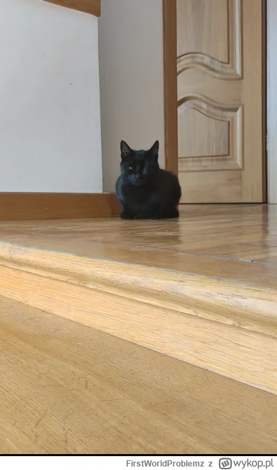 FirstWorldProblemz - Kot mi się wyłączył, jakieś porady? (╯︵╰,)

#koty