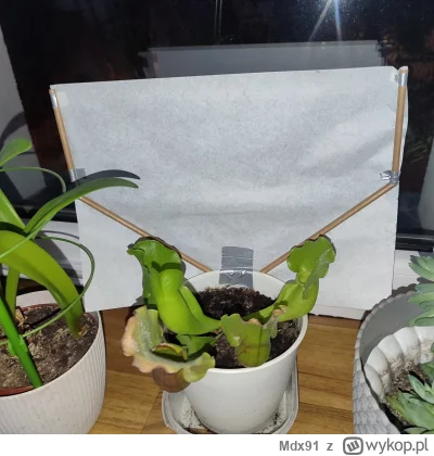 Mdx91 - Zrobilem sobie filtr z papieru sniadaniowego dla kapturnicy, zeby bezposredni...