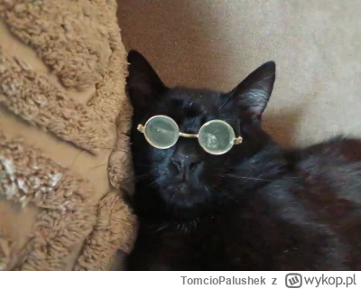 TomcioPalushek - @czerwony_ptak: @Solsith chill Panowie