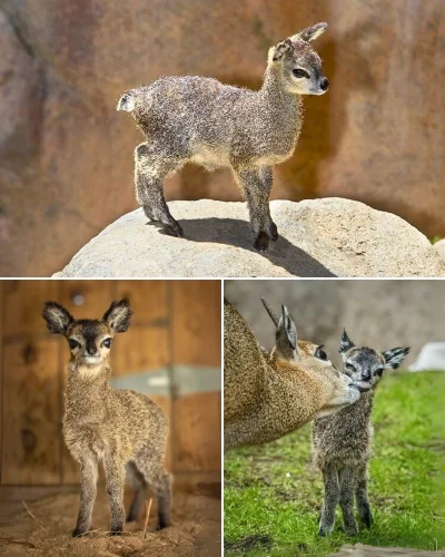 wybryk_natury - Klipspringer, czyli koziołek skalny 
#zlodziejskiewybryki #smiesznypi...