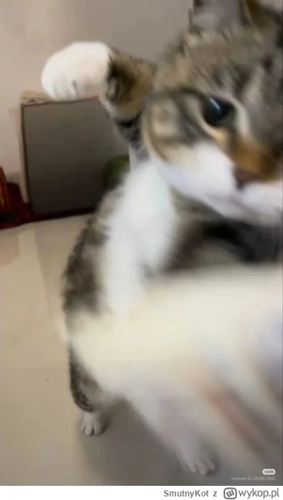 SmutnyKot - #dziwnekotki