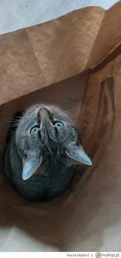 karol-blabert - Hello from the bottom (｡◕‿‿◕｡)
#koty #pokazkota #kitku