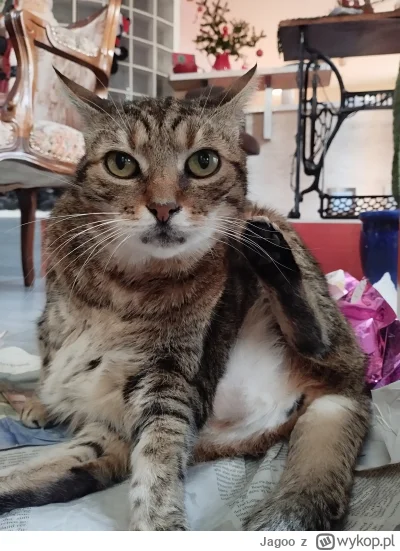 Jagoo - Po 16 latach nie ma już Tygryska. Cholernie to boli, , to będą bardzo trudne ...