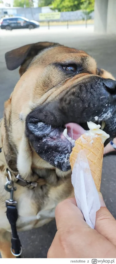 restofme - Jestem szczęśliwym posiadaczem psa z listy psów agresywnych w pl.  
Włożył...