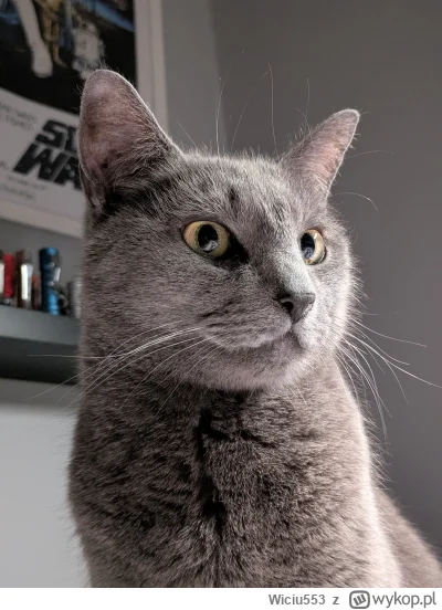 Wiciu553 - #kitku #pokazkota