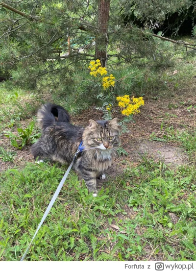 F.....a - #pokazkota
wyszedł kot
