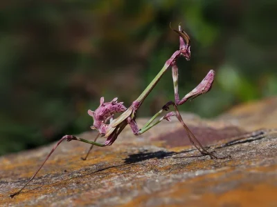 Loskamilos1 - Empusa pennata czyli słodziutki owad zwany po naszemu modliszką śródzie...