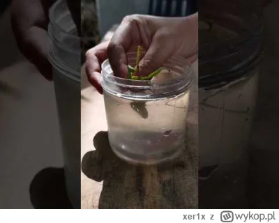 xer1x - Modliszka (Mantidae) zarażona pasożytniczym nitnikowcem (Nematomorpha). Modli...