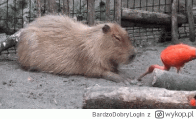 B.....n - #kapibara #smiesznypiesek #zwierzaczki #ptaki  Ostrzegam, że to co zaraz zo...