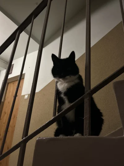 YaGo_ - #kitku #witam #uszanowanko (｡◕‿‿◕｡)