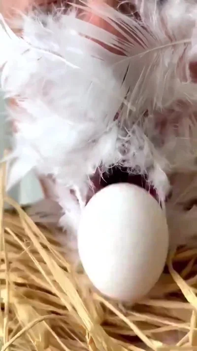 WiesniakzPowolania - Na dobry początek dnia ( ͡° ͜ʖ ͡°)

#heheszki #kura