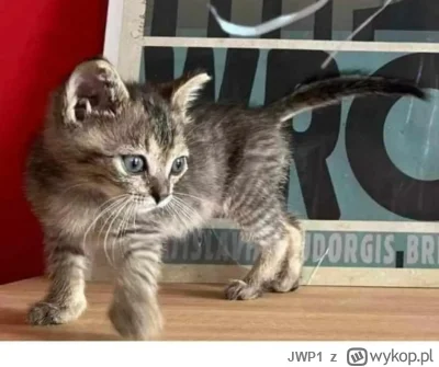 JWP1 - @JWP1: A tak wyglądał po wyleczeniu z kociego kataru chwilę przed tym jak do n...