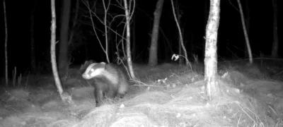 PanNemo - Dzień drugi i nocny borsuk ʕ•ᴥ•ʔ

Mój tag do obserwowania/czarnolistowania ...