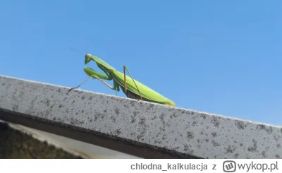 chlodna_kalkulacja - Takie coś pojawiło mi się na ogrodzie. Czy to modliszka? Pierwsz...