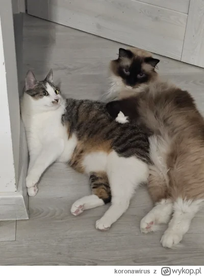 koronawirus - tak sie żyje
#pokazkota