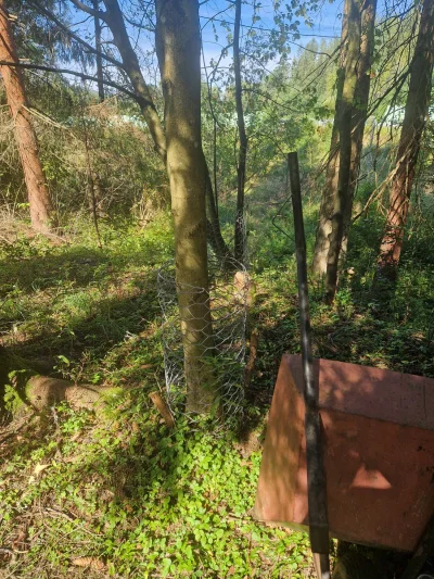 zdoopylewakazupa - skurbysynskie bobry, tych drzew co widać bez siatki juz nie ma, w ...