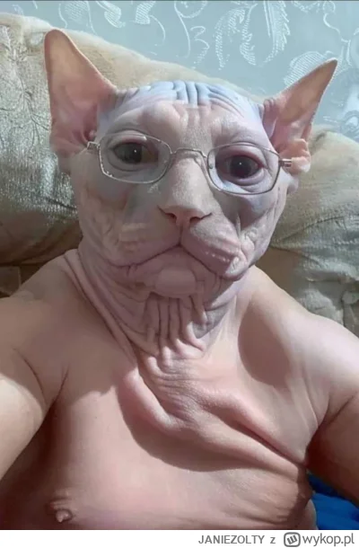 JANIEZOLTY - #aikitku witam, chyba nigdy.