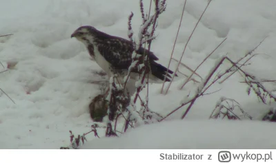 Stabilizator - Jaki nazywa się ten ptak .

#ptaki #zwierzeta #polska
