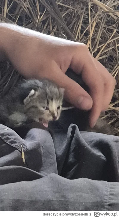 doreczycielprawdyzosiedli - @SatanWasa_Babyboomer aaaaa wsciekles się?!