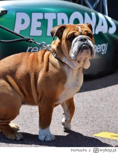 PePlusPe - Jako, że dziś pies Sir Lewisa Hamiltona zdechł, pora na post wspominkowy p...