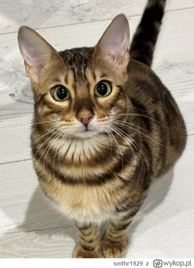 seithr1929 - @Owlosiaty-Dzik siemanko