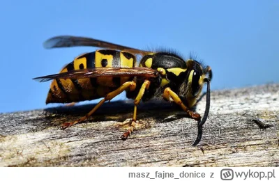 maszfajnedonice - Po co te s--------y żyją.
Siedzę sobie i piję kawę na betonowej pus...