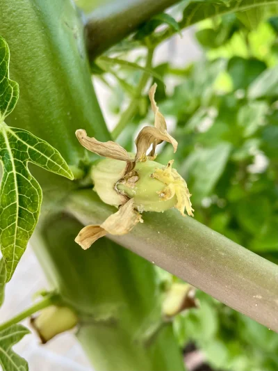 asdfghjkl - Owoc papaji rośnie ( ͡º ͜ʖ͡º) #ogrodnictwo #papaja