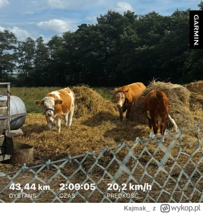 Kajmak_ - Wycieczka odbyta, krówki widziane (｡◕‿‿◕｡)

#rower #szosa