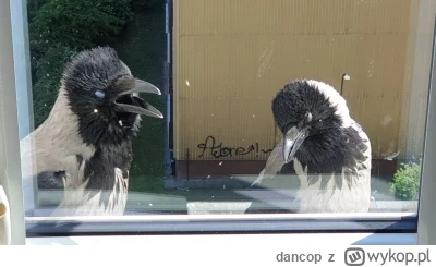 dancop - @Corvus_Frugilagus: Młody śpi :)