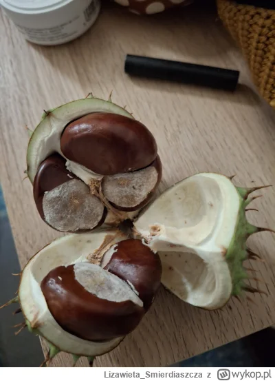 Lizawieta_Smierdiaszcza - Chyba właśnie wyrównałem rekord świata ( ͡° ͜ʖ ͡°) Znalezio...