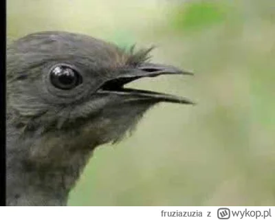 fruziazuzia - @Alpha_Male: Sir Davidowi chyba można wierzyć.