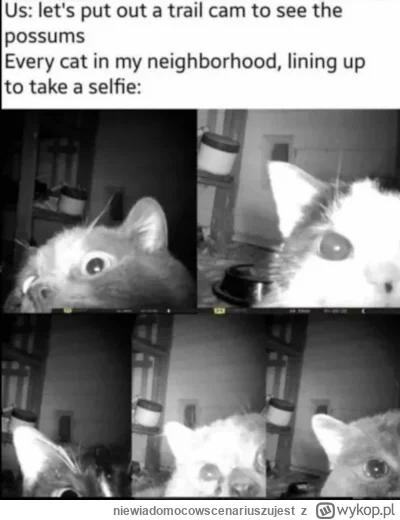 niewiadomocowscenariuszujest - #koty