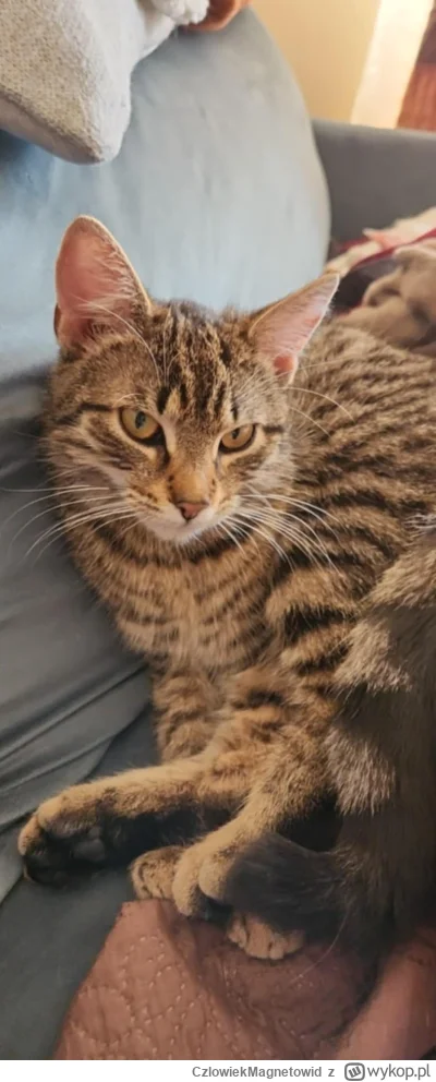 CzlowiekMagnetowid - Atencyjna kotka w Twojej okolicy chce Twoich plusików.
#koty #po...
